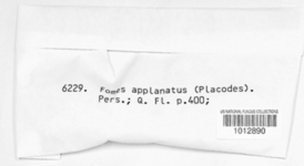 Ganoderma applanatum image